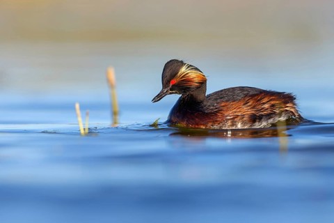 Black-necked grebe (Podiceps nigricollis), swimming in the water, Hides de El Taray / Floating Hid,