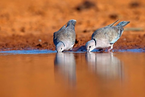 Red-crested Pigeon, (Streptopelia vinacea), Red-winged Turtle Dove, Morgan Kunda lodge / road to