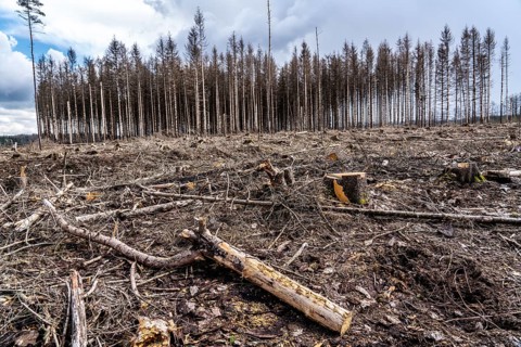 Cleared forest in the Arnsberg Forest near Warstein-Sichtigvor, Soest district, site of a spruce