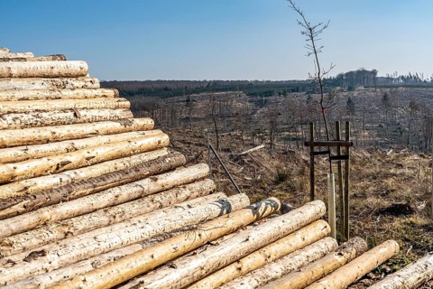 Cleared forest area north of the village of Hirschberg, Soest district, dead spruce stands were