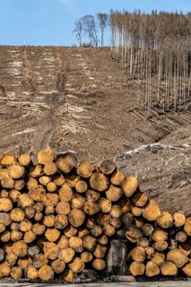 Cleared forest area north of the village of Öventrop, district of Arnsberg, dead spruce stands were