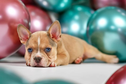 Young healthy French Bulldog dog puppy lying down in front of colorful balloons