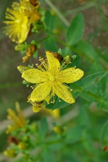 Common St John's wort (Hypericum perforatum), spotted St John's wort or common St John's wort