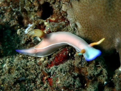 Exotic sea snail with blue details, Bullock's star snail (Hypselodoris bullockii) . Dive site
