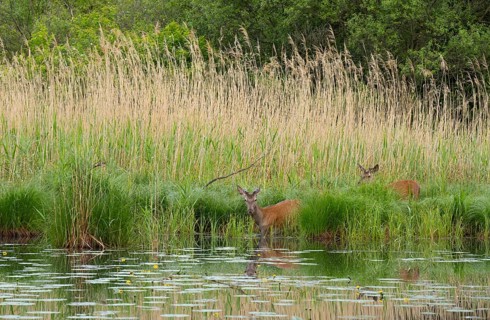 Red deer (Cervus elaphus), velvet antlers, water, reeds, Lower Austria
