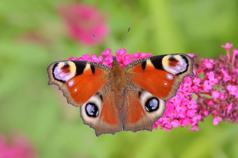 European peacock (Inachis io) sucking nectar on butterfly-bush (Buddleja davidii), butterfly bush,