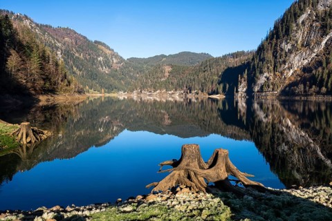 The Vordere Gosausee in autumn with a view of the Gasthof Gosausee. Two uprooted tree stumps in the