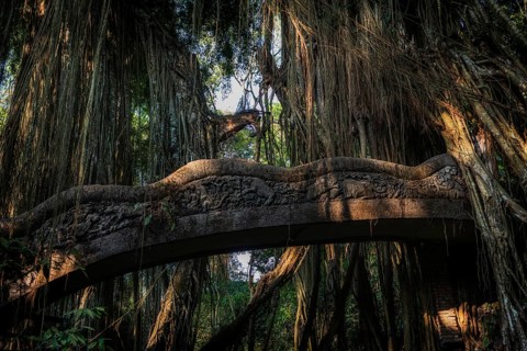 Bridge in the jungle, lianas in the jungle, Sacred monkey forest, Ubud, Bali, Indonesia, Asia