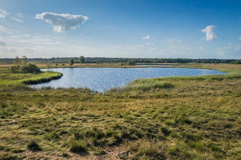 Gildehauser Venn nature reserve, pond, nature, landscape, recreation, tranquillity, view,