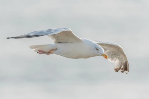 Herringgull (Larus argentatus) flies along the cliffs. Camaret, Crozon, Finistere, Brittany,