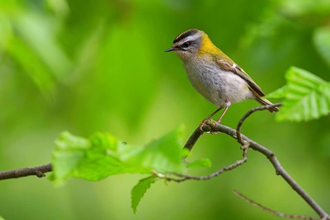 Goldcrest, Regulus ignicapillus, Luce, Mountain area, Luce, Styria, Slovenia, Europe