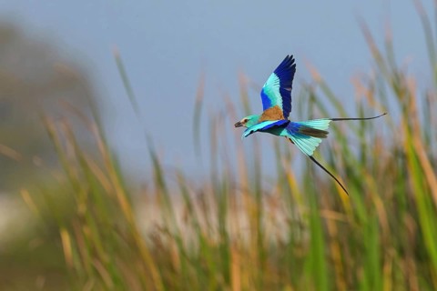 Abyssinian roller (Coracias abyssinica), Kuntaur rice fields, Kuntaur, South Bank, Gambia, Africa