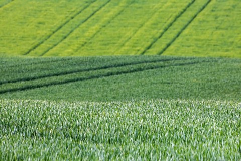 Cereal fields in spring with vehicle tracks in the fresh green, Neckarwestheim, Baden-Württemberg,