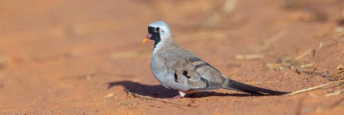 Cape Dove, (Oena capensi), Road N4 to Kaolack, Firgui, Senegal, Africa