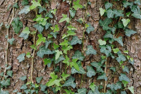 Common ivy on a tree trunk in the forest, Switzerland, Europe