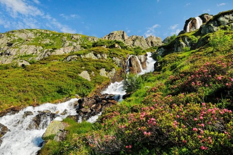 Alpine Wysse stream plunges over boulders into the depths, blooming alpine roses in the foreground,