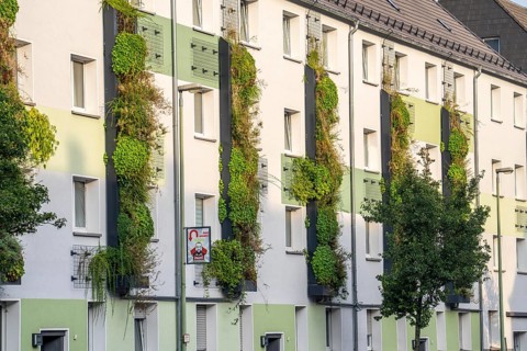 Facade greening on apartment blocks, on Gladbecker Straße, B224, to filter nitrogen oxides and fine