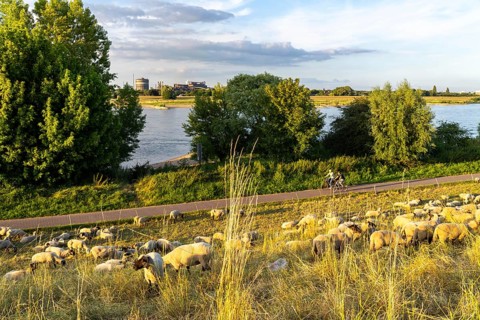 Flock of sheep on the dyke of the Rhine meadows near Duisburg-Baerl, on the other side of the Rhine