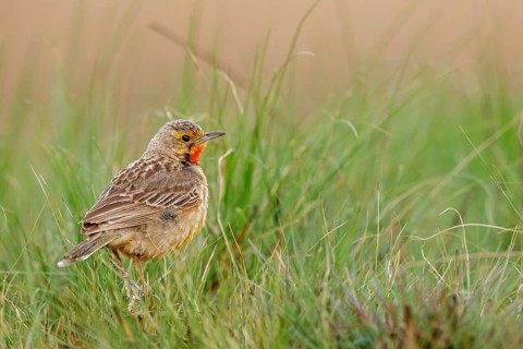 Large-spurred Pipit, cape longclaw (Macronyx capensis), Wakkerstrom surroundings, Wakkerstrom,
