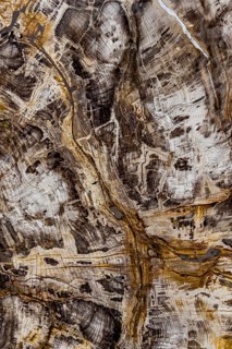 Fossil of sequoia (Sequoioideae), Miocene, structure, abstract, pattern, texture, nature, science,