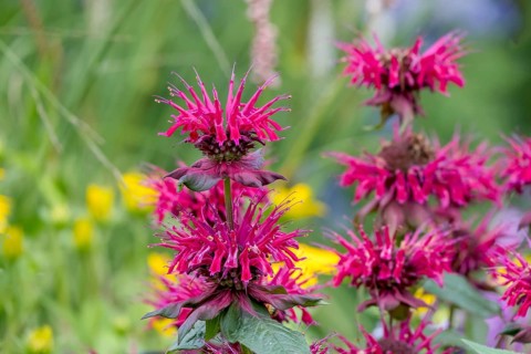 Golden balm (Monarda didyma), also known as Indian nettle or scarlet monard, North