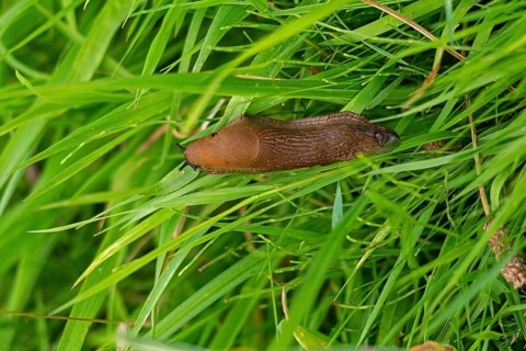 Brown nudibranch in the grass, Rendsburg, Schleswig-Holstein, Germany, Europe