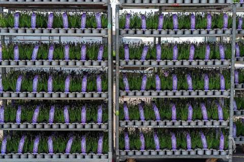 Horticultural company, lavender plants, in flower pots, outdoors, are packed for transport to the