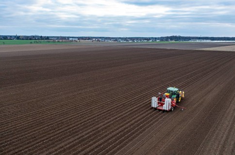 Early potatoes are placed in the soil of the field with a planting machine, Agriculture, Spring