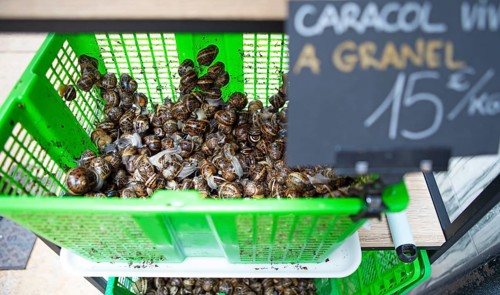 Snails for sale in the historic centre of Burgos, province of Burgos, Castile and Leon, Spain,