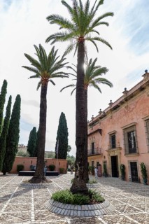 A sunny courtyard with tall palm trees and cypresses on a cobblestone pavement in front of a pink