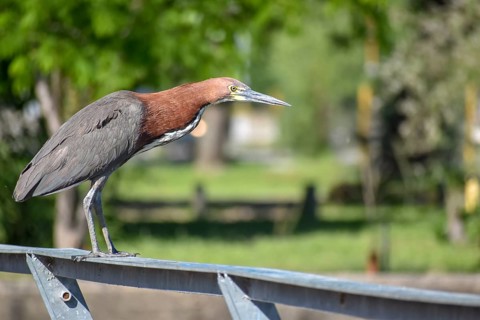 Rufescent tiger heron (Tigrisoma lineatum) in the wild, on a railing, seen in Buenos Aires,