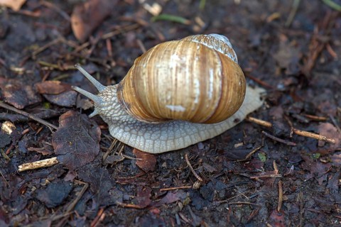 Burgundy snail (Helix pomatia) on a forest path, Bavaria, Germany, Europe