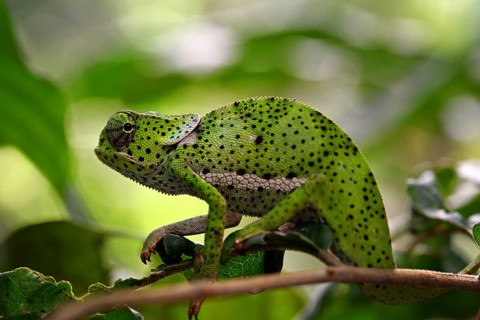 Chameleon (Chamaeleo dilepis), Zanzibar, Tanzania, Africa