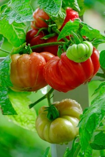 Tomatoes on the vine, August, Germany, Europe
