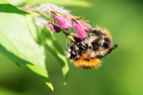 A furry hairy common carder-bee (Bombus pascuorum) hanging upside down on a pink-coloured flower,