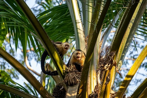 White-headed capuchin (Cebus capucinus) in a palm tree, Osa, Costa Rica, Central America