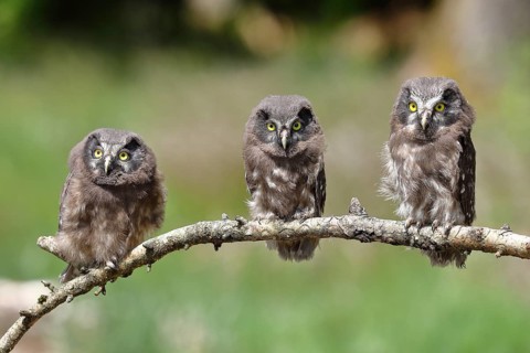 Tengmalm's owl (Aegolius funereus), three branchlings sitting on a larch branch waiting to be fed,