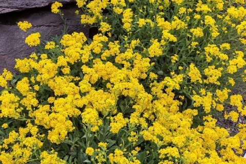 Yellow flowering Aurinia saxatilis, Basket of Gold in spring, Quebec, Canada, North America