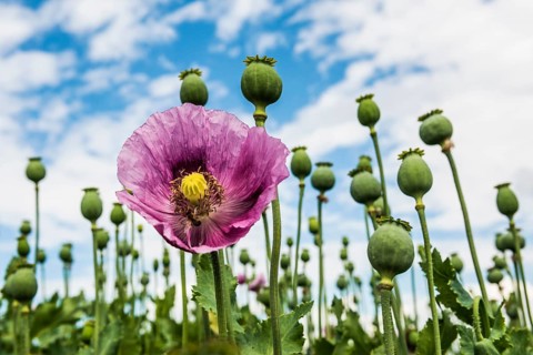 Opium poppy (Papaver somniferum), opium poppy field, Erlenbach, near Heilbronn, Baden-Württemberg,