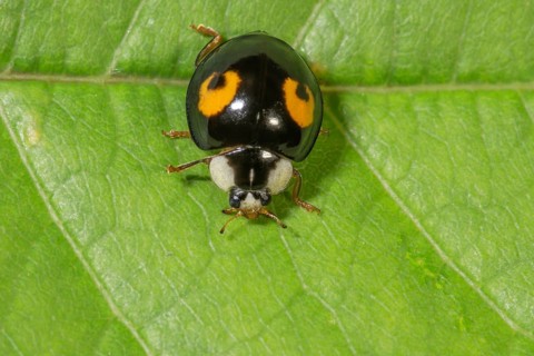 Macro photograph of a asian lady beetle (Harmonia axyridis) on a leaf, black elytra with orange