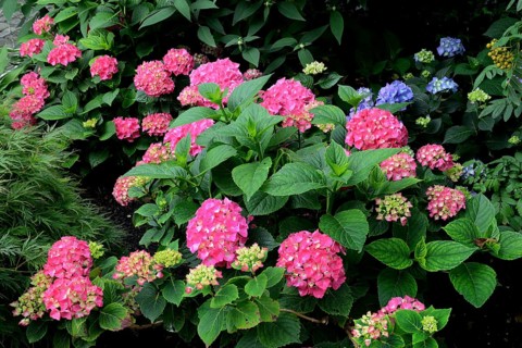 Flowering hydrangea, pink, Hydrangea macrophylla