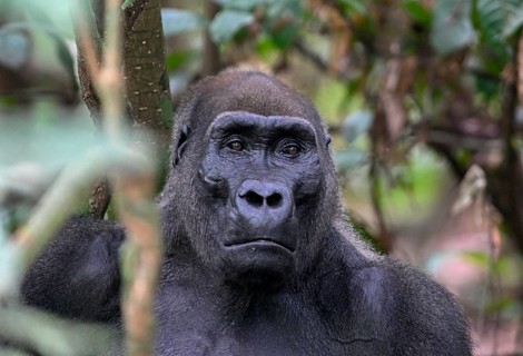 Western lowland gorilla (Gorilla gorilla gorilla), male animal, silverback, Loango National Park,