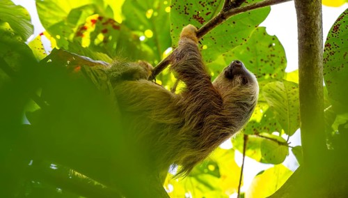 Hoffmann's two-toed sloth (Choloepus hoffmanni) on a branch, Cahuita National Park, Costa Rica,