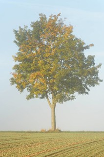 Deciduous tree, maple (Acer) with autumn leaves at the edge of a field in the fog, North