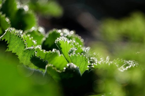 Lady's mantle, September, Germany, Europe