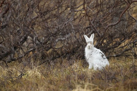 Mountain hare (Lepus timidus) in white winter fur in the tundra, Lapland, Northern Norway, Norway,