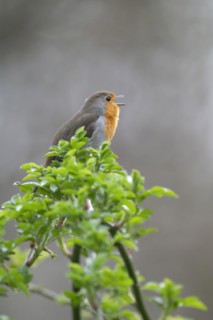 European robin (Erithacus rubecula) on a curved branch with freshly sprouted green leaves in
