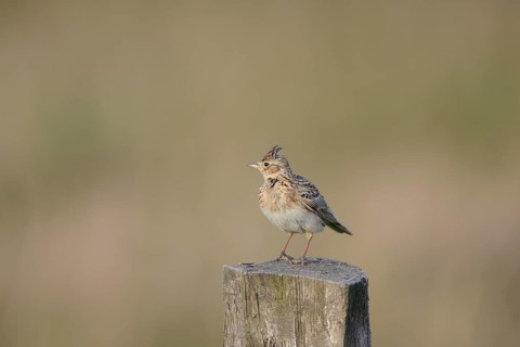 Eurasian skylark (Alauda arvensis) sitting on a pole, Lower Rhine, North Rhine-Westphalia, Germany,