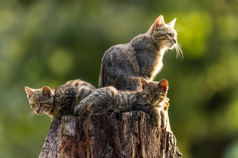 Mother cat and two kittens resting on a tree stump in the forest, wildcat (Felis silvestris),