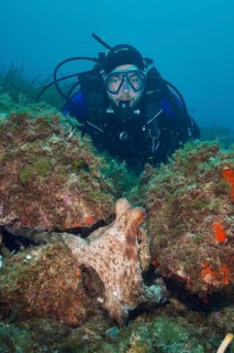 A diver underwater observing a Common Octopus (Octopus vulgaris), common octopus, among rocks and